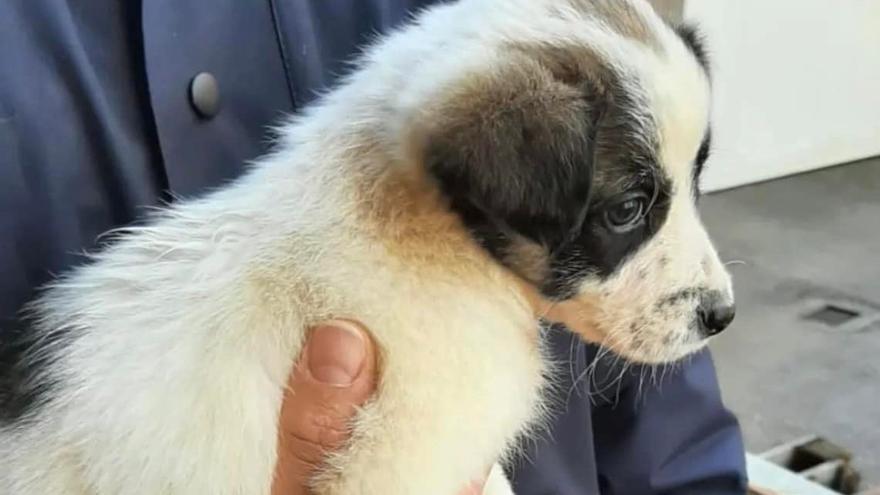 La cachorra encontrada en Castrillón