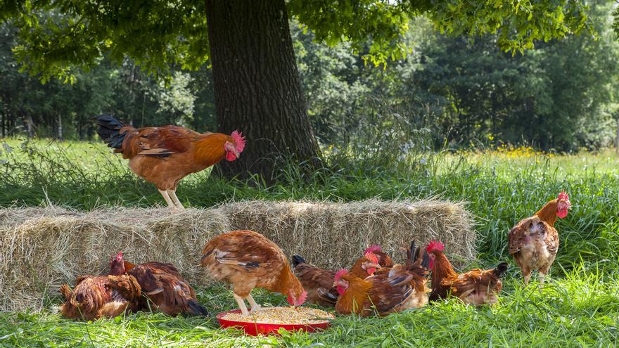 Coren promueve la producción agroalimentaria responsable