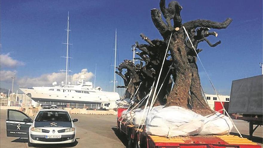 El ‘ébola de los olivos’ arrasa un millón de árboles