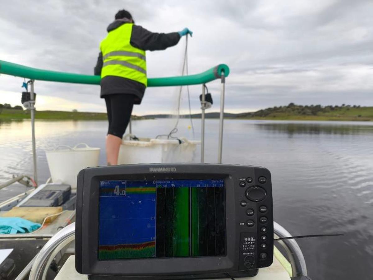 Personal técnico realiza sondeos hidroacústicos para evaluar la presencia de pez chino en el embalse de Alcollarín.