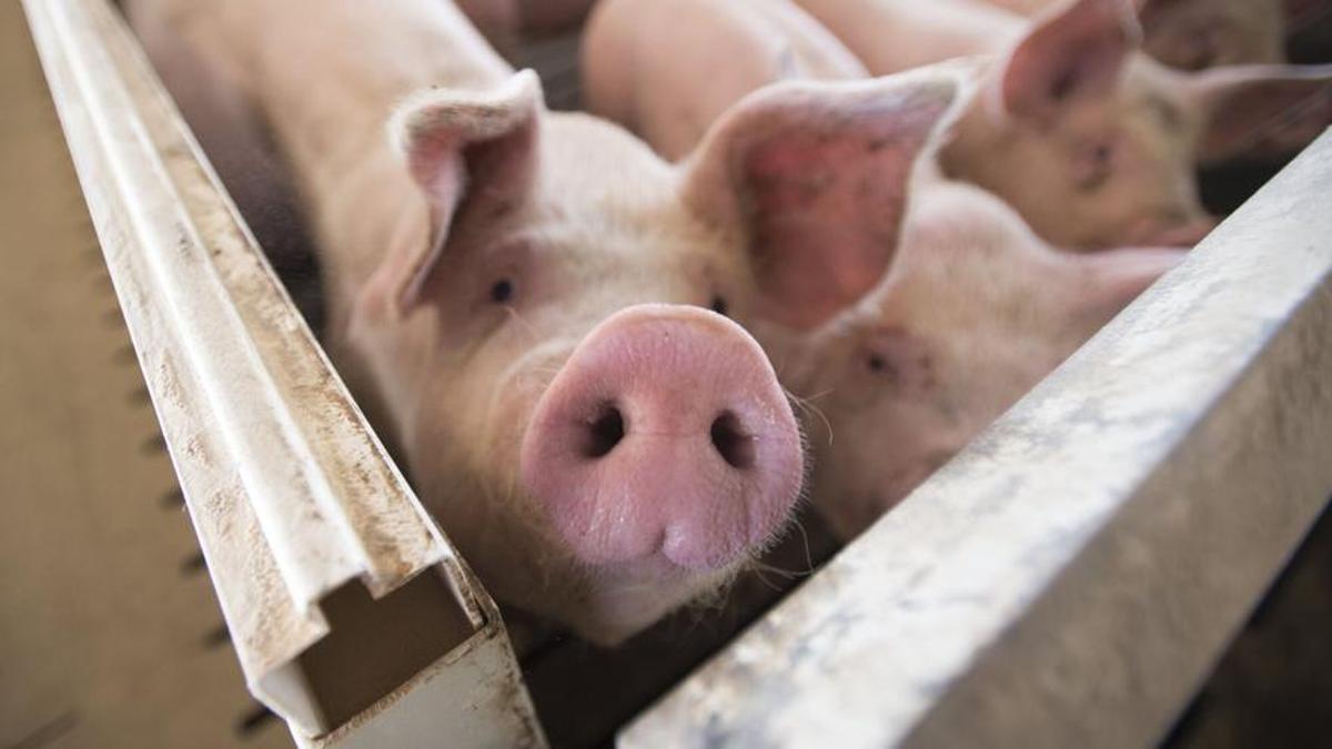 En la Región hay más dos millones de cabezas de porcino.