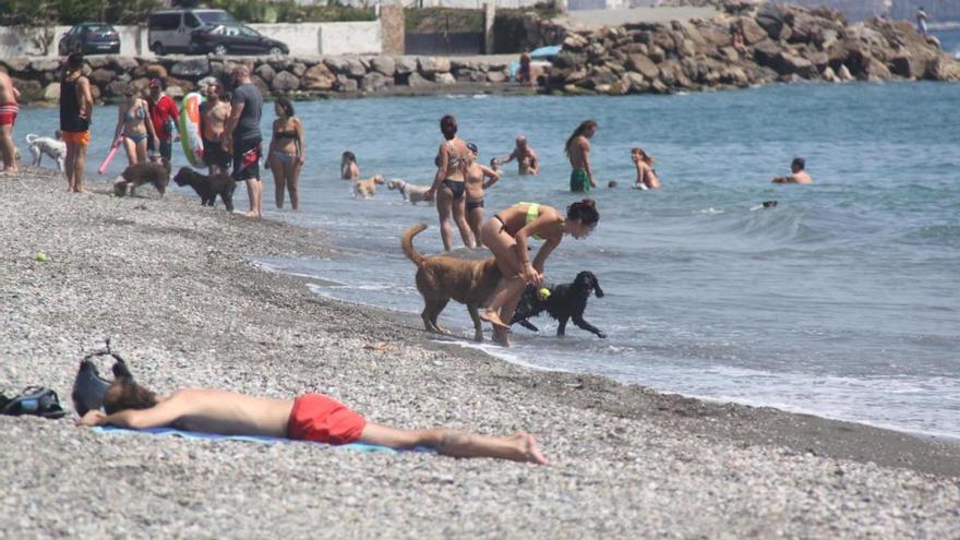 Vista de la playa para perros situada en la localidad torreña.