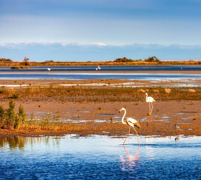 Parque Natural de Camarga, Francia