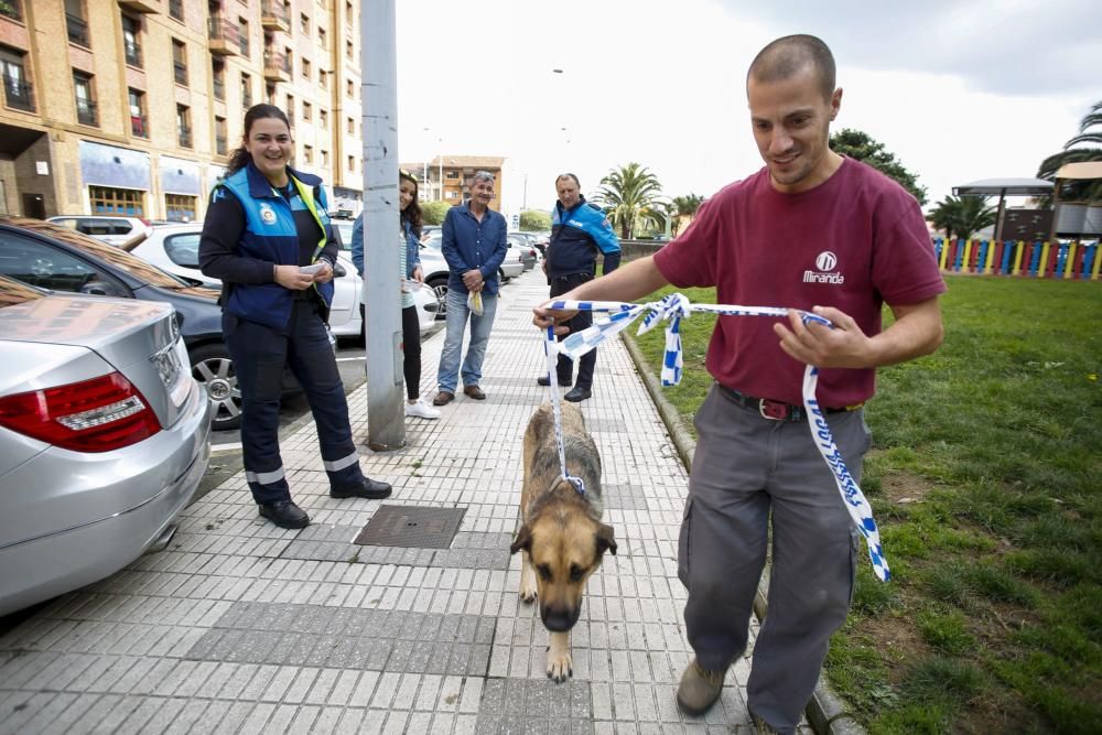 Perro rescatado en Puerta de la Villa