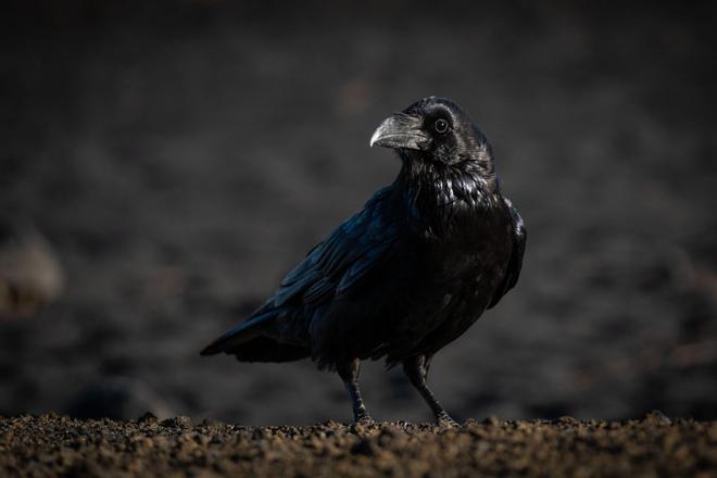 Visita al cono volcánico del Tajogaite