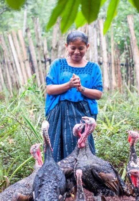 Alimentant galls dindi en una comunitat indígena guatemalenca.