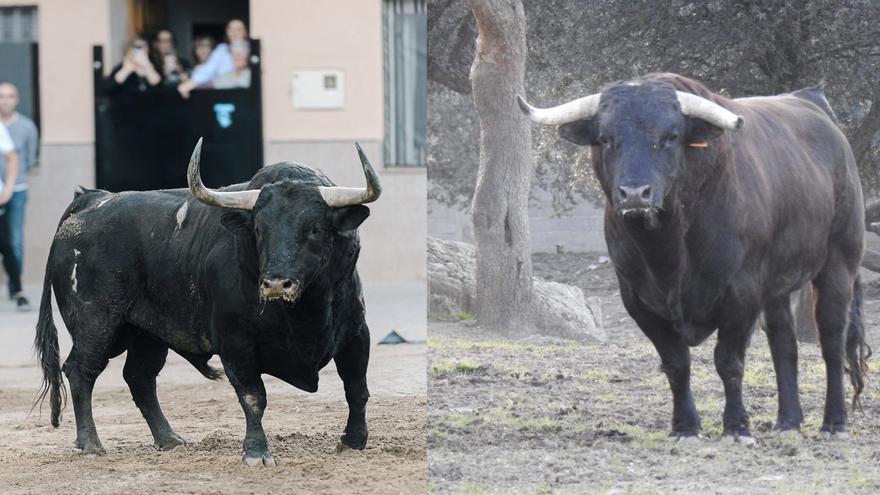 Los mejores toros de la Comunitat en el 2024: Castellón copa el pódium
