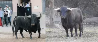 Los mejores toros de la Comunitat en el 2024: Castellón copa el pódium