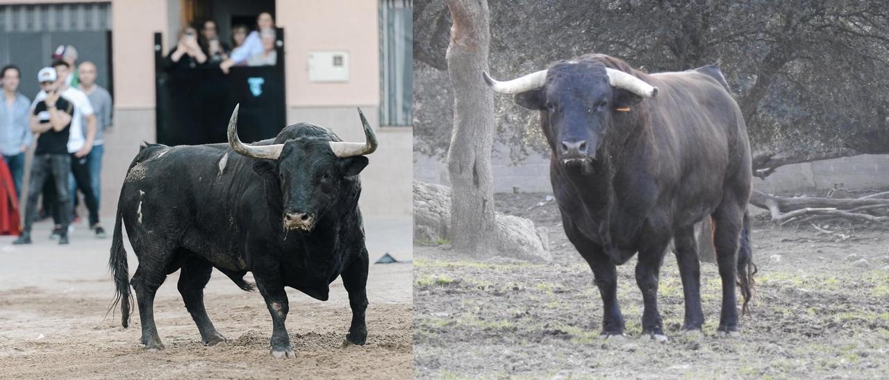 Los dos ejemplares escogidos como los mejores toros de la temporada en la Comunitat, por presencia y juego.