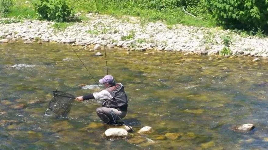 Un pescador captura una trucha en el río Aller.