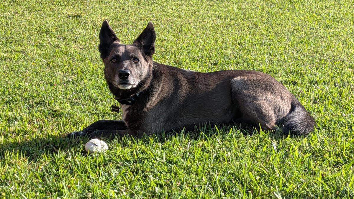 Ja ha entrat en vigor: la Llei de Benestar Animal prohibeix tenir un gos a la terrassa i les multes poden ser de fins a 50.000  euros