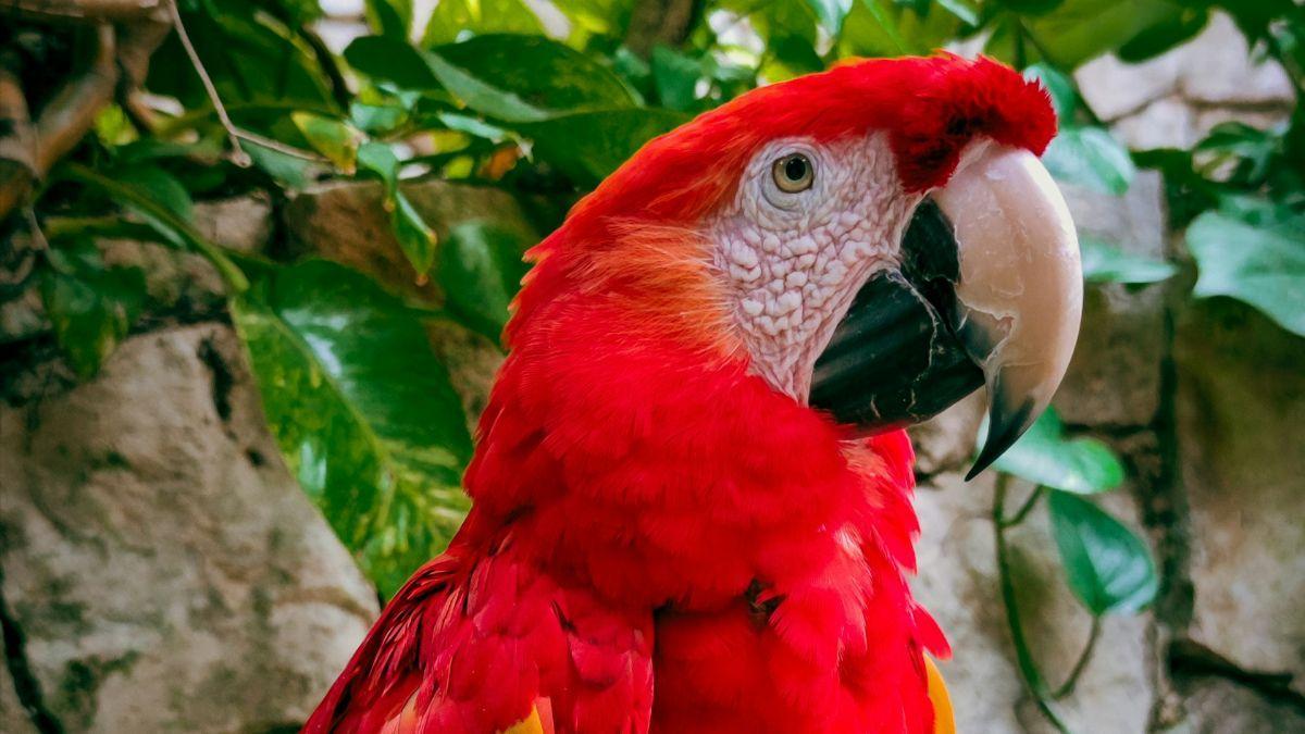 Las prácticas de masturbación en aves no estarían ligadas al cautiverio.