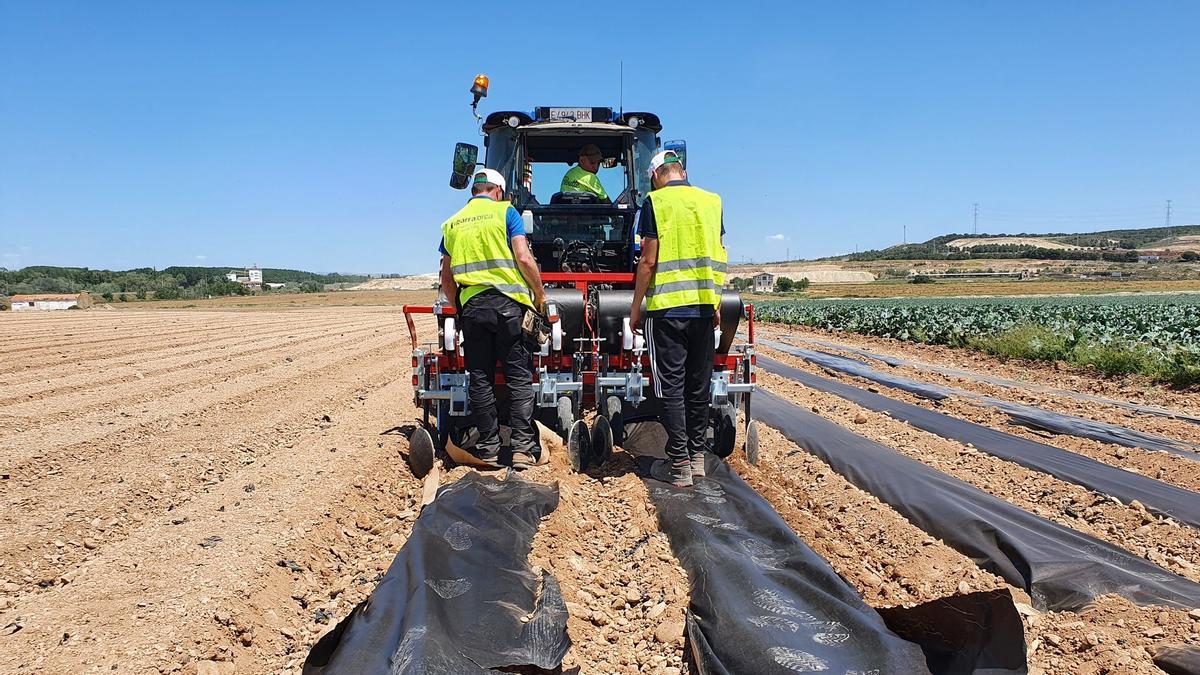 Agricultura sin plásticos: crean un papel para el acolchado de cultivos