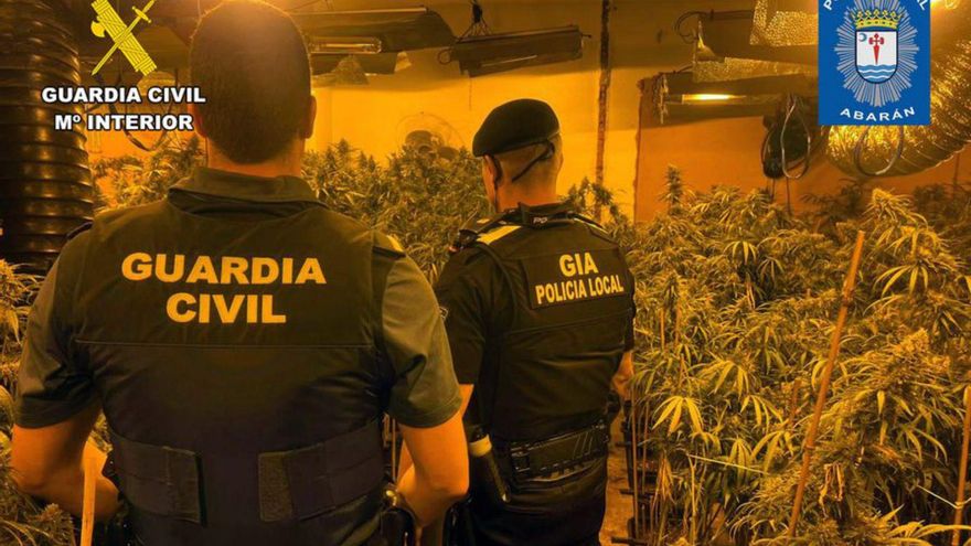 Desmantelan un invernadero de marihuana en Abarán