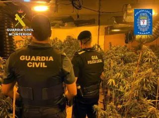 Desmantelan un invernadero de marihuana en Abarán