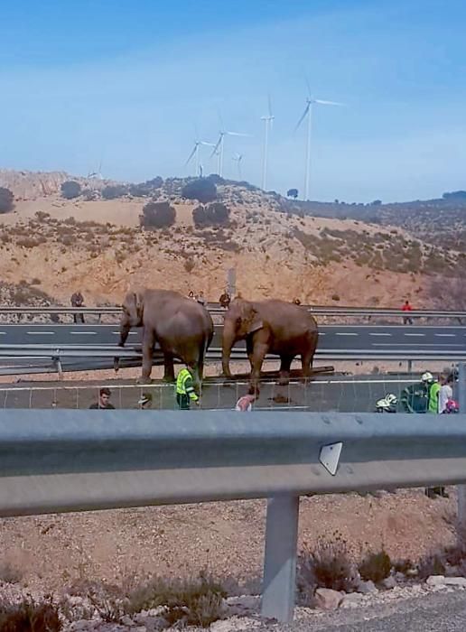 Accidente de un camión con elefantes en Albacete