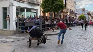 El toro de cuerda de Carcabuey celebra sus 400 años
