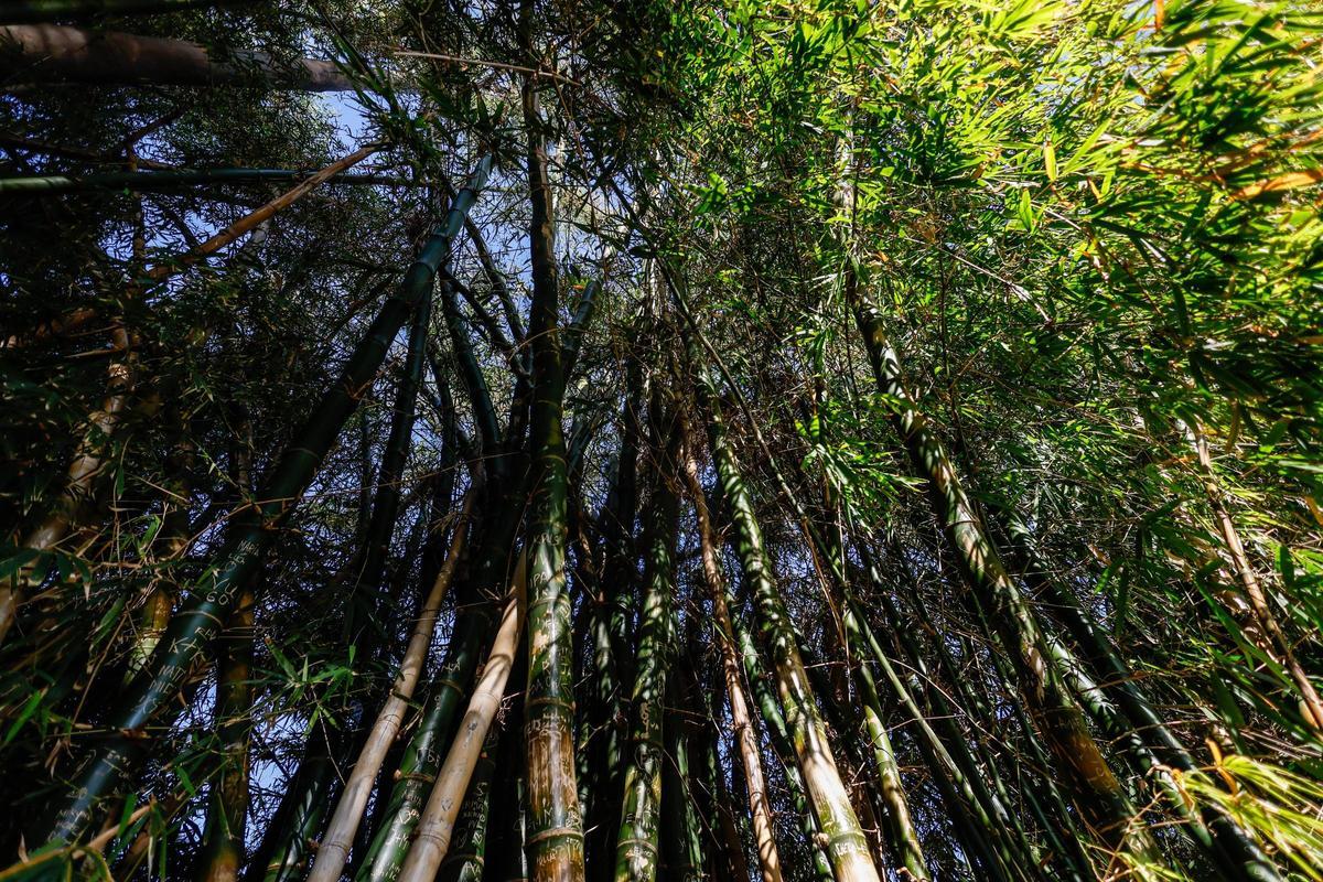 El Jardín Botánico de València está de moda