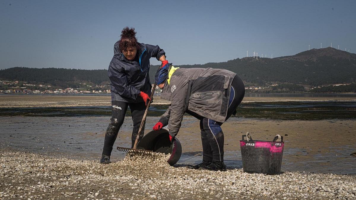 Mariscadoras recogen marisco muerto en la playa de Testal (Noia)