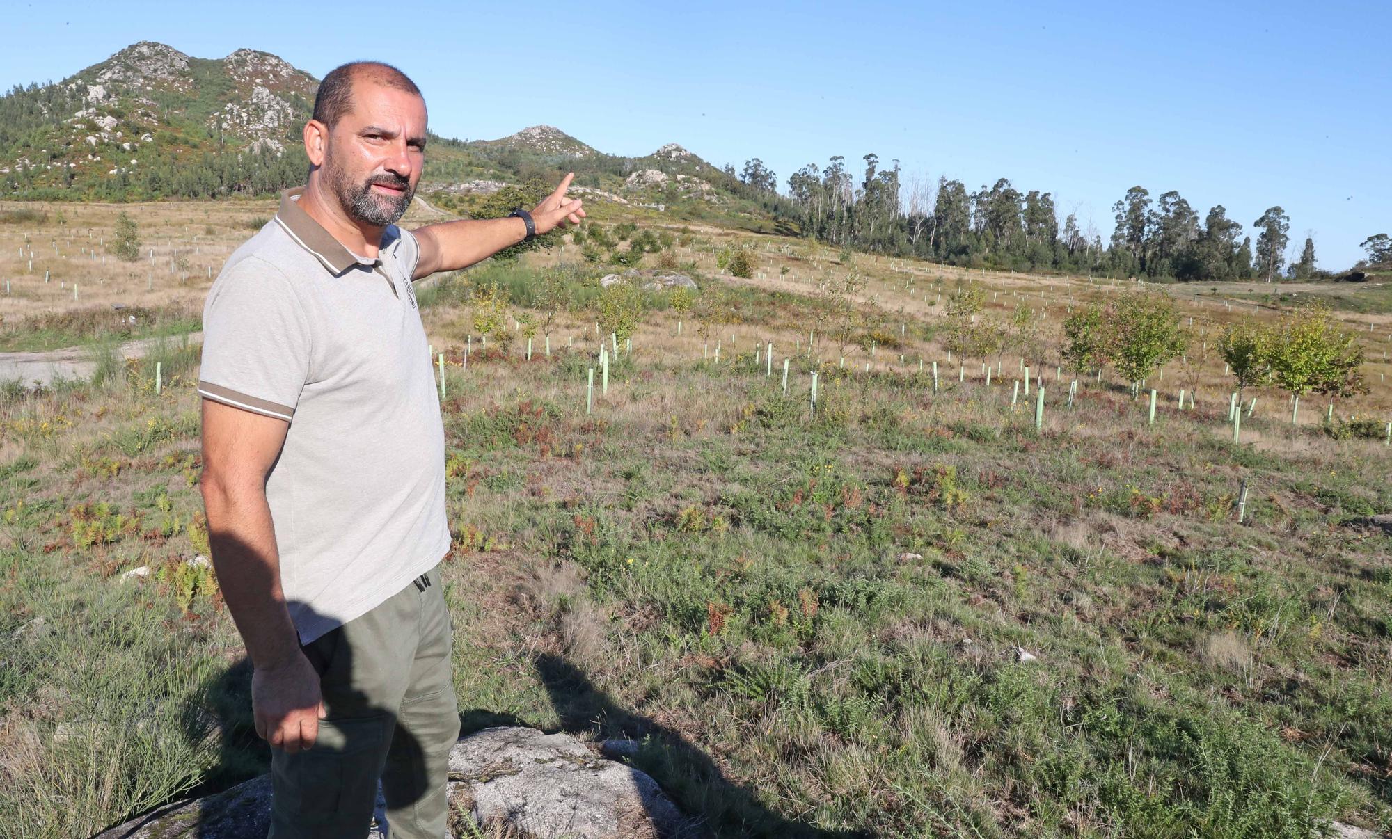 La reforestación de Chandebrito es más que una realidad cinco años después de la tragedia