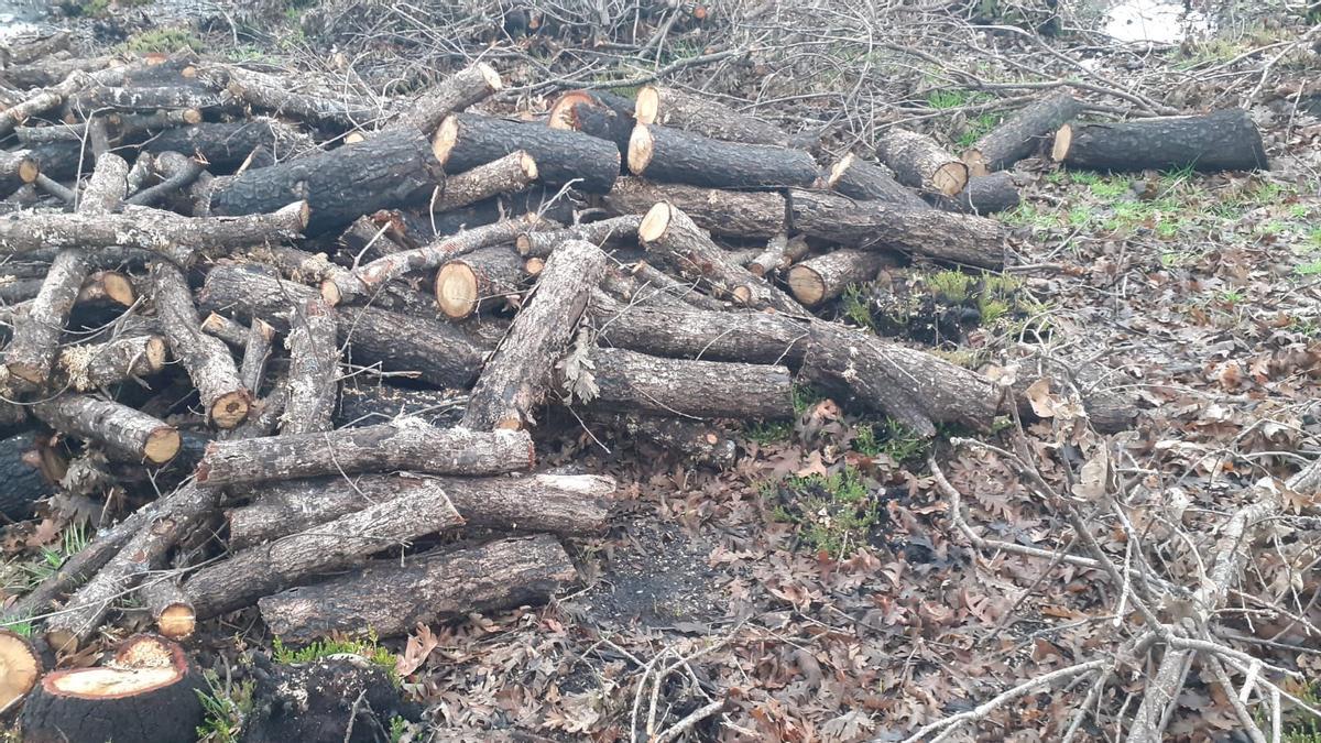 Denuncian la &quot;tala indiscriminada&quot; de robles en la Sierra de la Culebra.