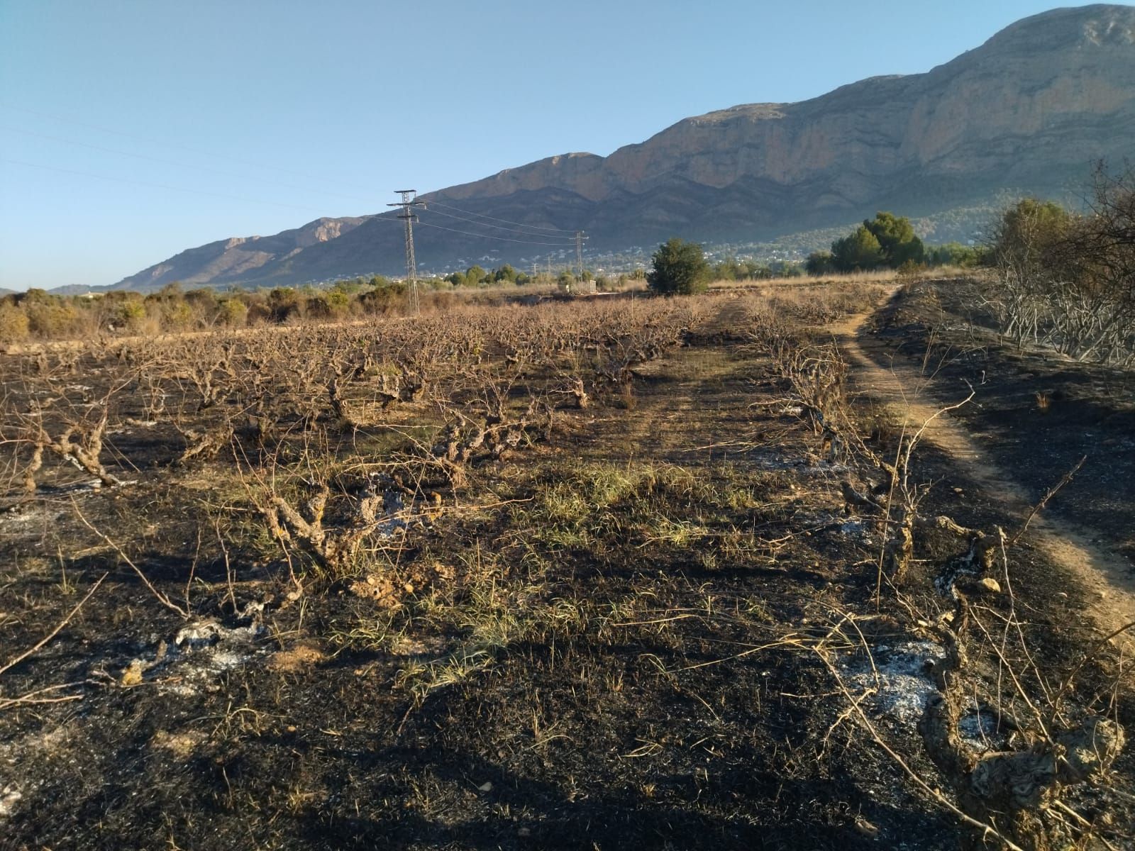 El valle agrícola del Montgó, reducido a cenizas (imágenes)