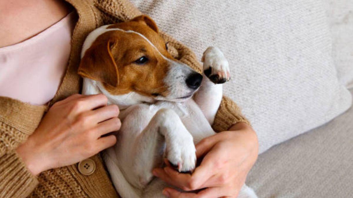 CEPILLO SECADOR PERROS LIDL: El nuevo producto de Lidl que te soluciona la  vida si tienes perro en casa