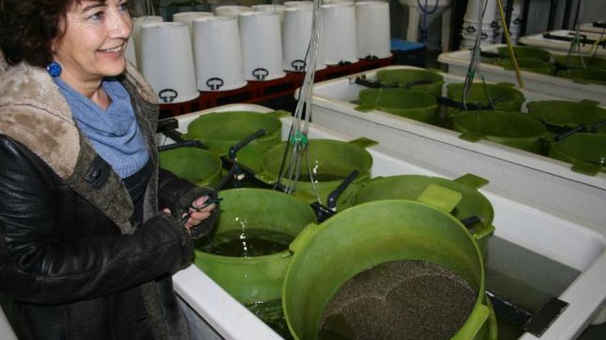 La bióloga Carmen Rodríguez con las crías de ostra que crecen en el Centro de Experimentación Pesquera.