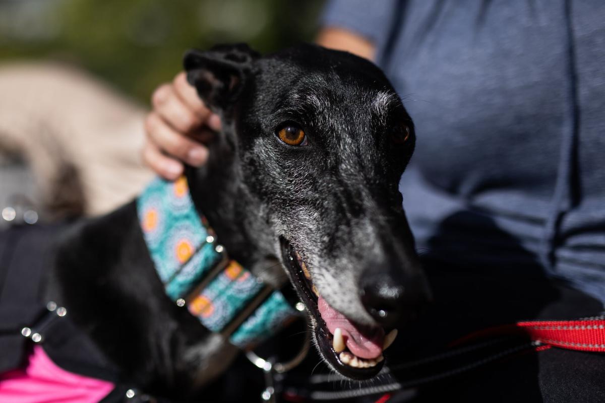 Un perro asiste a un acto organizado en la Fundación Olivar con motivo del Día Mundial de los Animales en la Fundación Olivar de Castillejo, a 6 de octubre de 2021, en Madrid, (España). Durante el acto se han expuesto las principales líneas de la Ley de Protección y Derechos de los Animales. También se ha reconocido el trabajo en defensa de los animales de la Patrulla Leona-Kenia, las Gestoras y Gestores de colonias felinas y la Fundación Ochotumbao. 06 OCTUBRE 2021;DIA MUNDIAL DE LOS ANIMALES;FUNDACIÓN OLÍVAR;LEY PROTECCIÓN;DERECHOS;ANIMALES;COLONIAS FELINAS Alejandro Martínez Vélez / Europa Press 06/10/2021. Alejandro Martínez Vélez;category_code_new