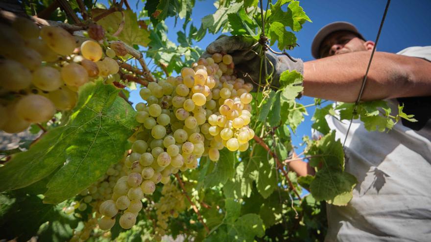 El cambio climático altera el biorritmo del vino de Tenerife pero no su calidad