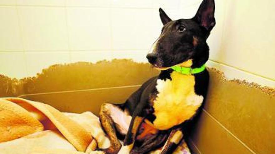 Tizón es un cachorro de bull terrier que se ha curado de parvovirosis y ya ha sido adoptado.