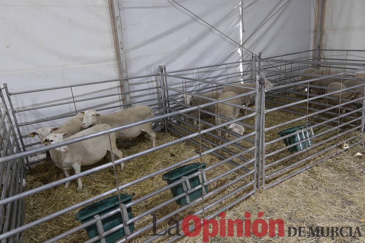 Así se ha vivido la IX Feria del Cordero Segureño celebraba en la pedanía caravaqueña de Archivel