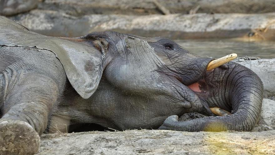 La muerte vive entre los ojos de un elefante