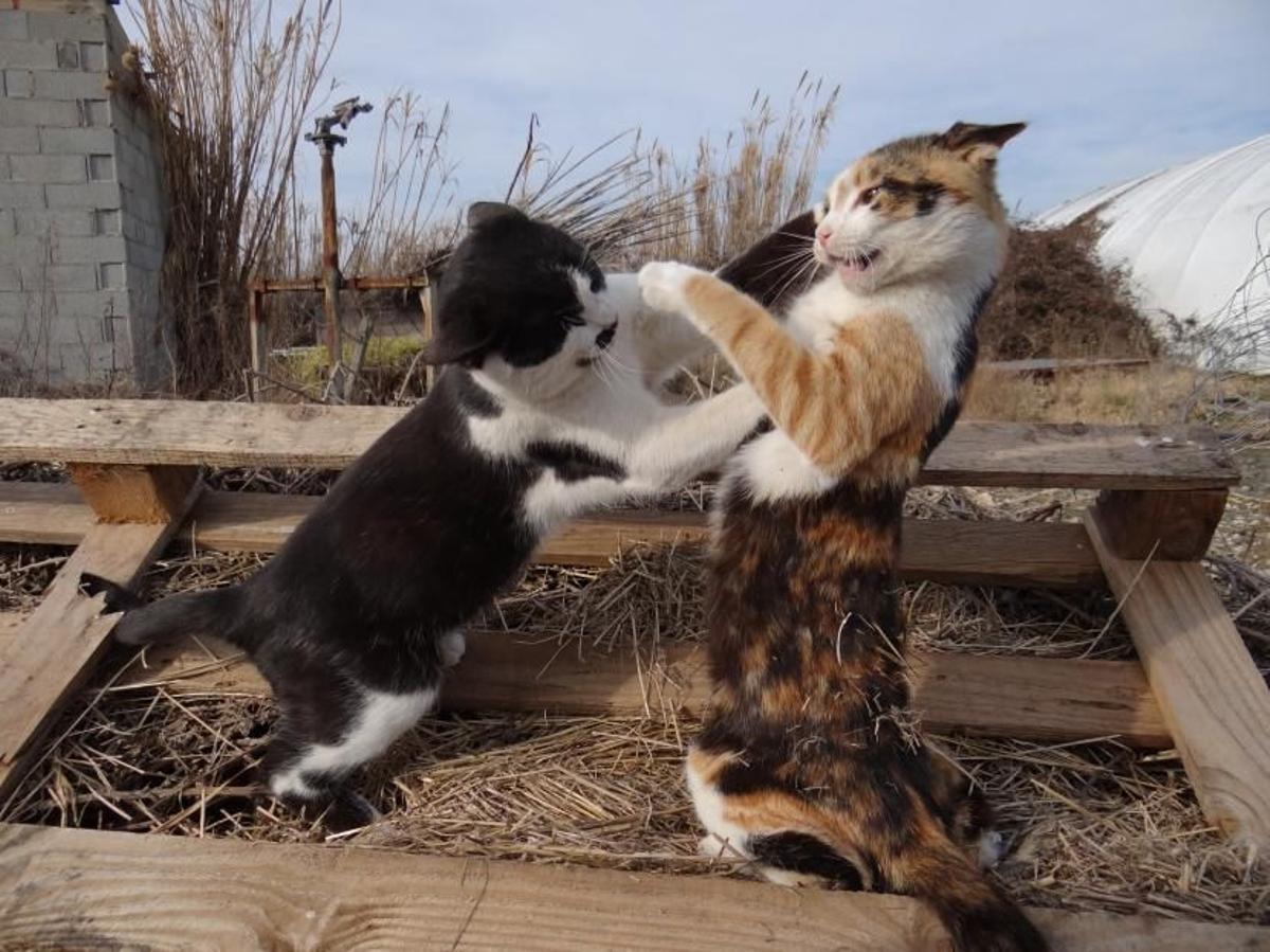 Gatos callejeros peleándose