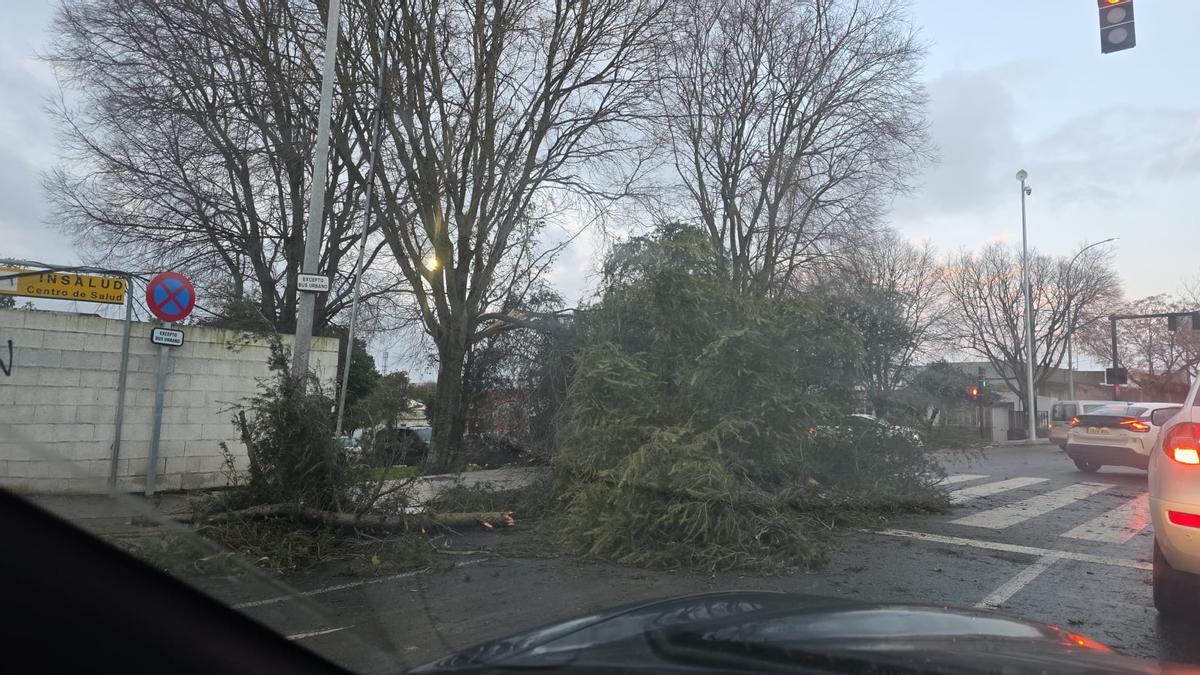 El temporal arranca árboles en Badajoz.