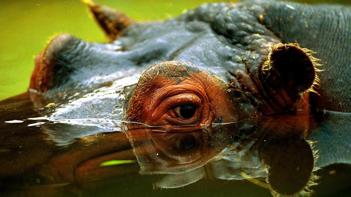 Muere un turista taiwanés al ser mordido por un hipopótamo