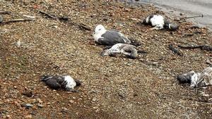 ¿Per què moren (en massa) les gavines gallegues?