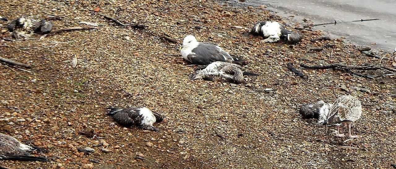 Gaviotas moribundas, ya en descomposición o enfermas aparecidas en Vilagudín hace días.