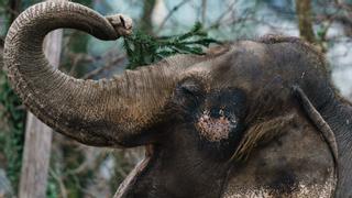 Las reacciones al trompazo de un elefante a una turista: "Qué gusto da verlo"