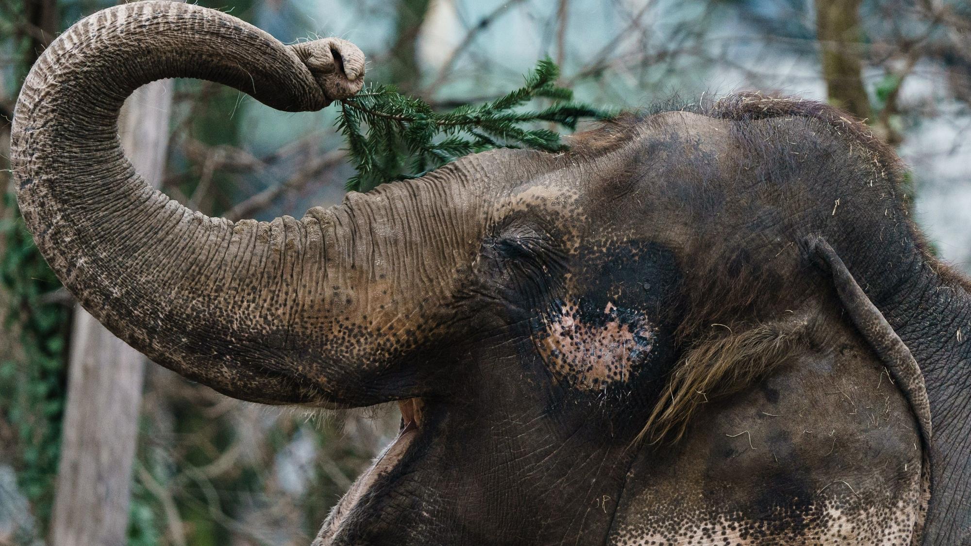 Un elefante alimentándose con hojas de árbol en un zoo de Berlín