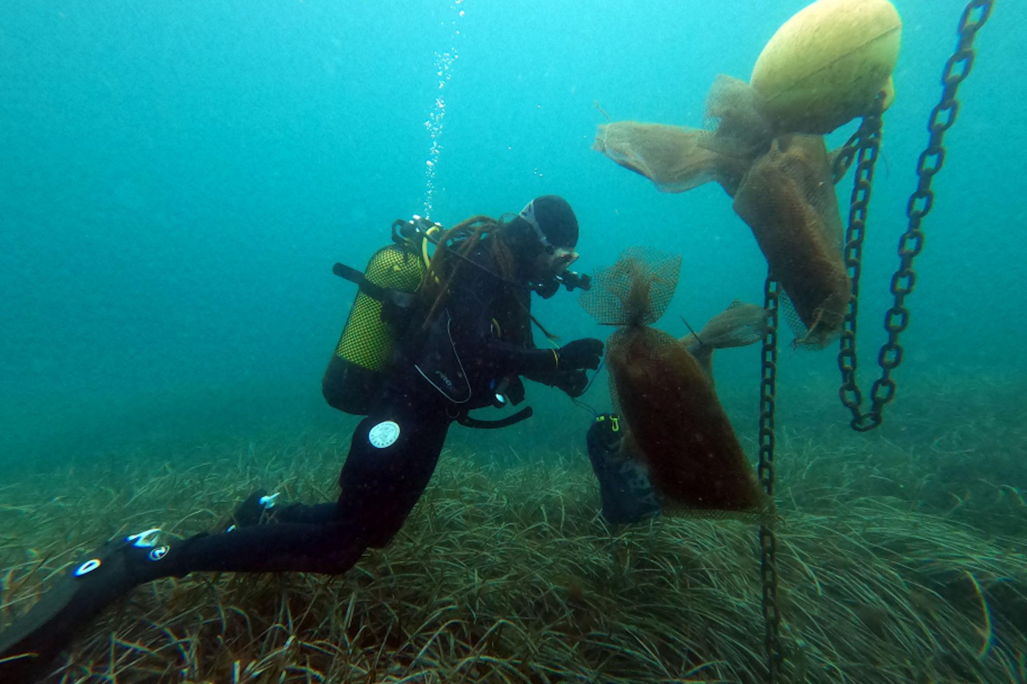 Larves de nacra trobades al cap de Creus