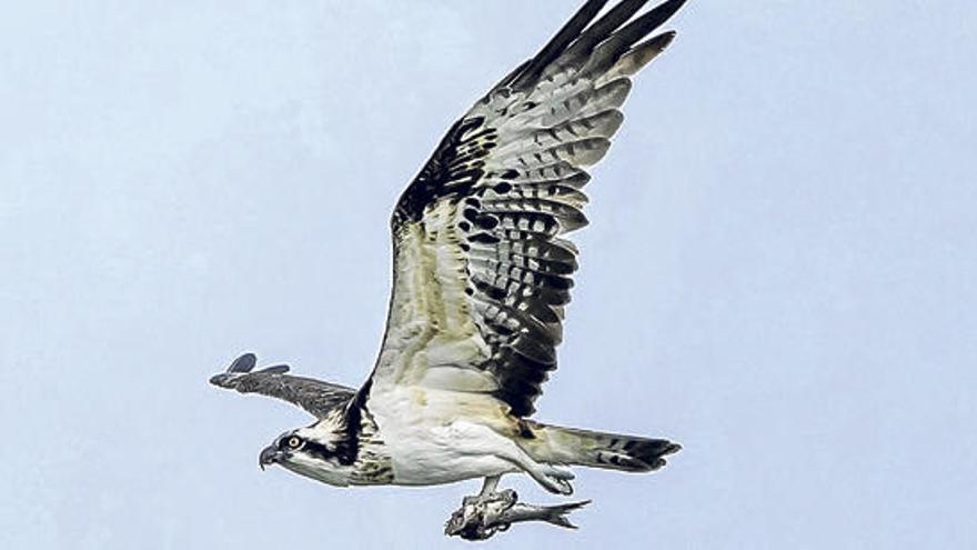 El águila pescadora, sobrevuela s´Estany Pudent con un pez sin cabeza entre sus garras.