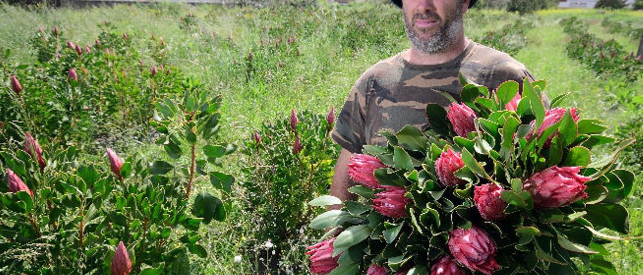 Orlando Hernández, empleado de una finca de Santa Brígida.