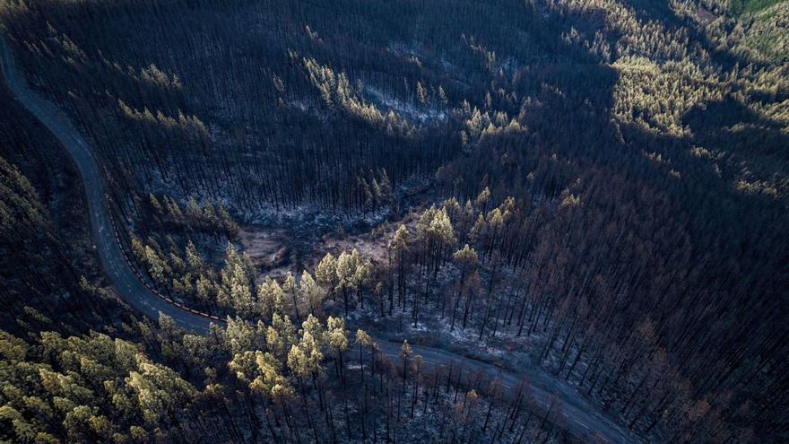 El calor sofocante del cambio climático avivó las llamas del incendio en Tenerife