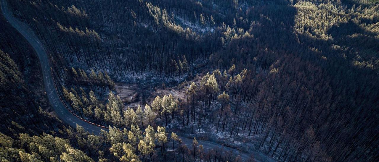 Panorámica aérea de parte del monte de la Corona Forestal de Tenerife quemado por el incendio.