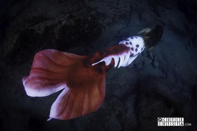 Una sirena en aguas de Tenerife