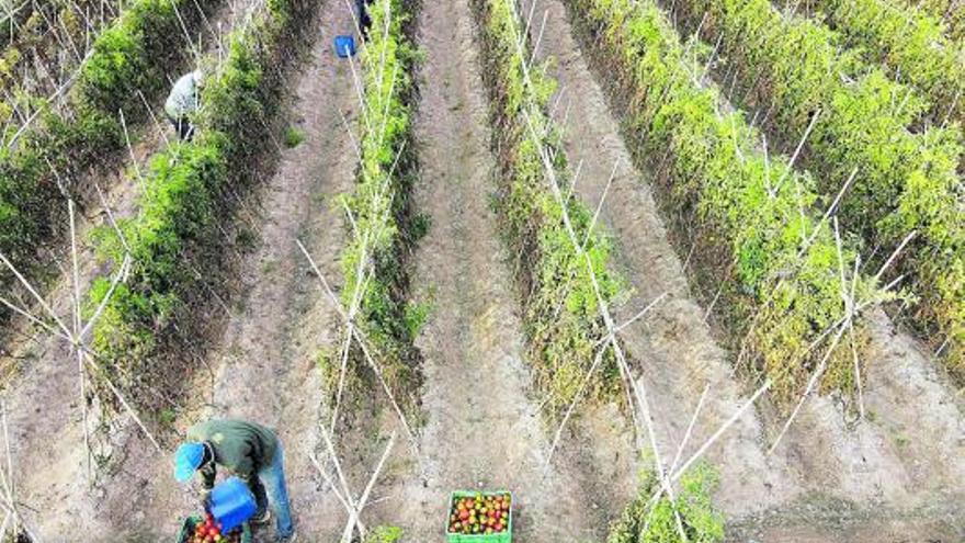 L’augment de la temperaturamultiplica les plaguesagrícoles