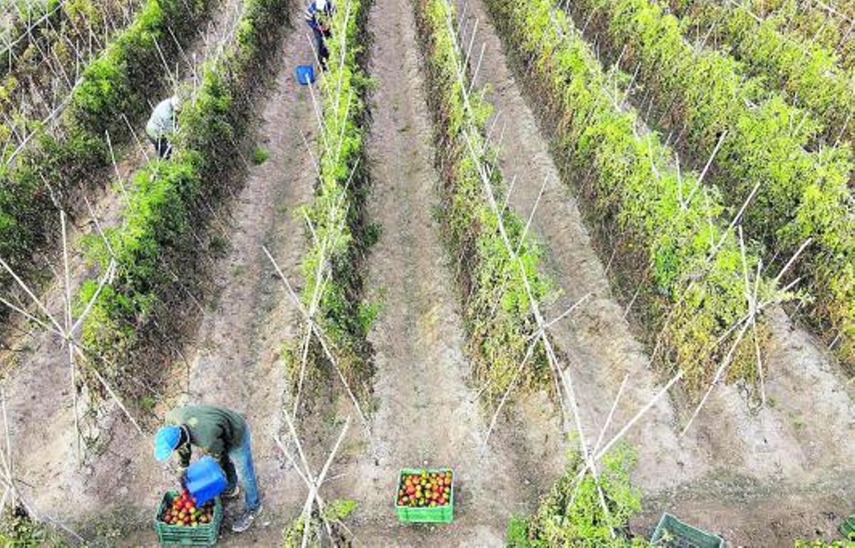 L’augment de la temperaturamultiplica les plaguesagrícoles
