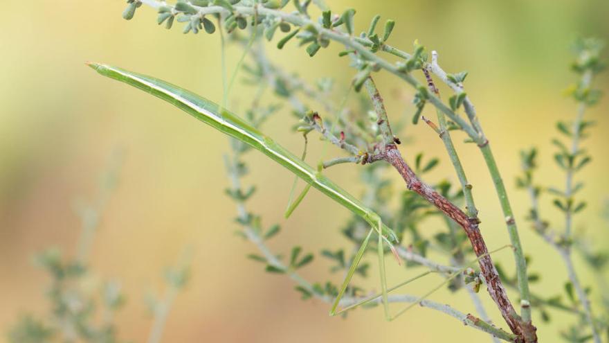 Ejemplar de Pijnackeria barbarae, el insecto palo de Sierra Espuña.