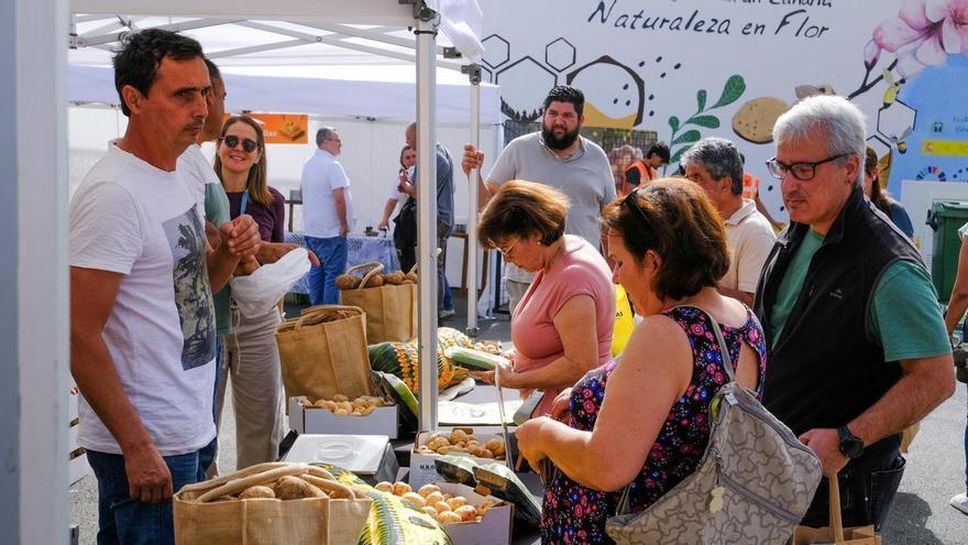 Valsequillo reúne 7.000 kilos de papas y 400 bandejas de piñas de millo en su feria agrícola: «Estos productos no tienen nada que ver con los del supermercado»
